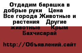 Отдадим барашка в добрые руки › Цена ­ 1 - Все города Животные и растения » Другие животные   . Крым,Бахчисарай